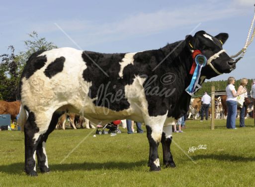 Reserve Commercial Champion from Nigel and Sandra Cochrane